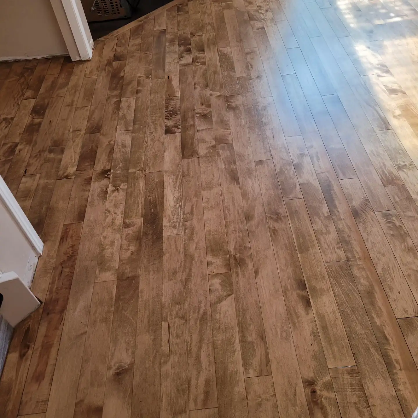 Stained maple hardwood floor refinished by North American Hardwood, sunlight across the boards